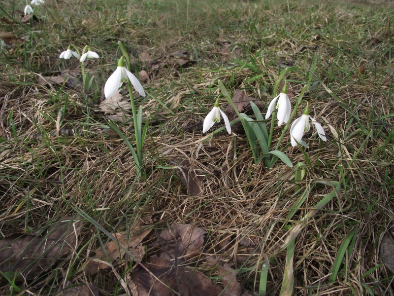 Snežienky 01