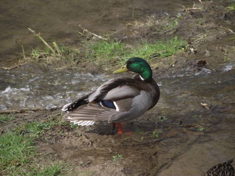 Kačer