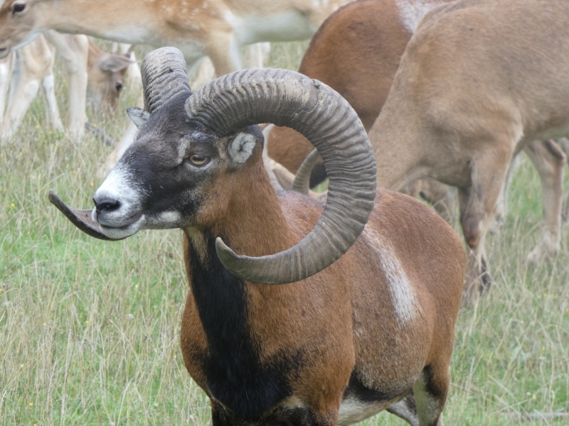 Muflón
