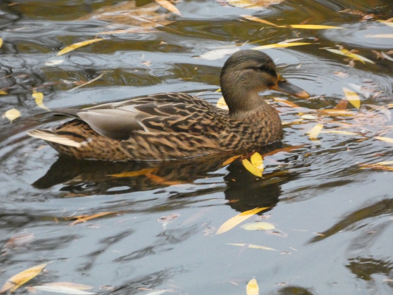 Kačka