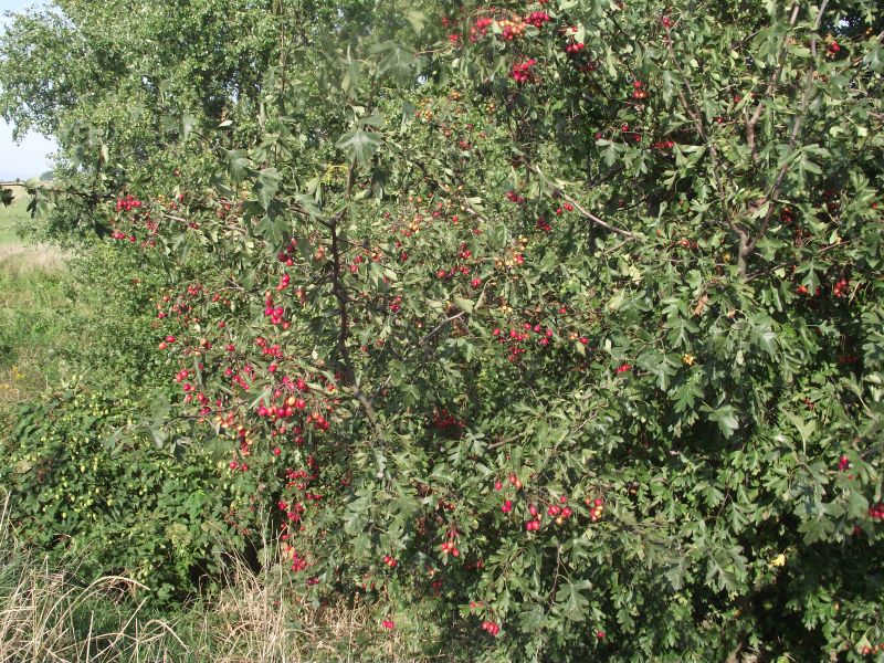 DSCF3674.jpg