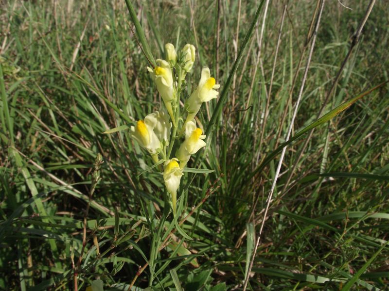 DSCF3675.jpg