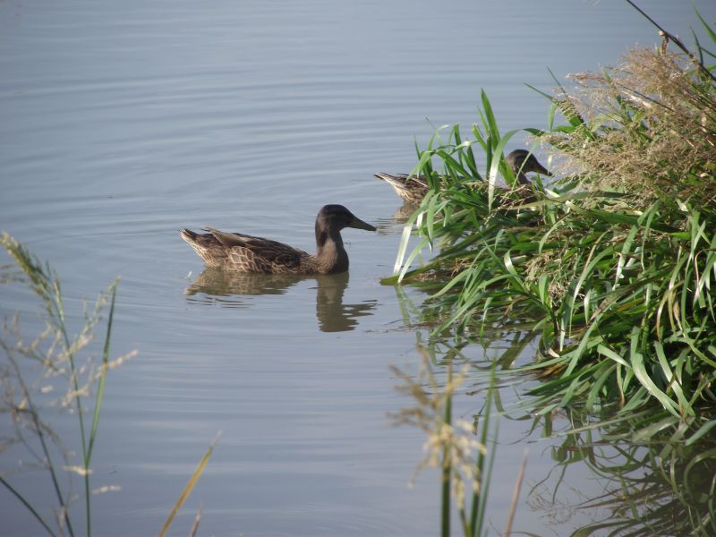 DSCF3685.jpg