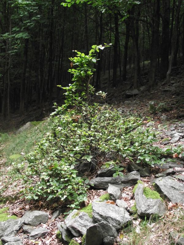 DSCF3818.jpg