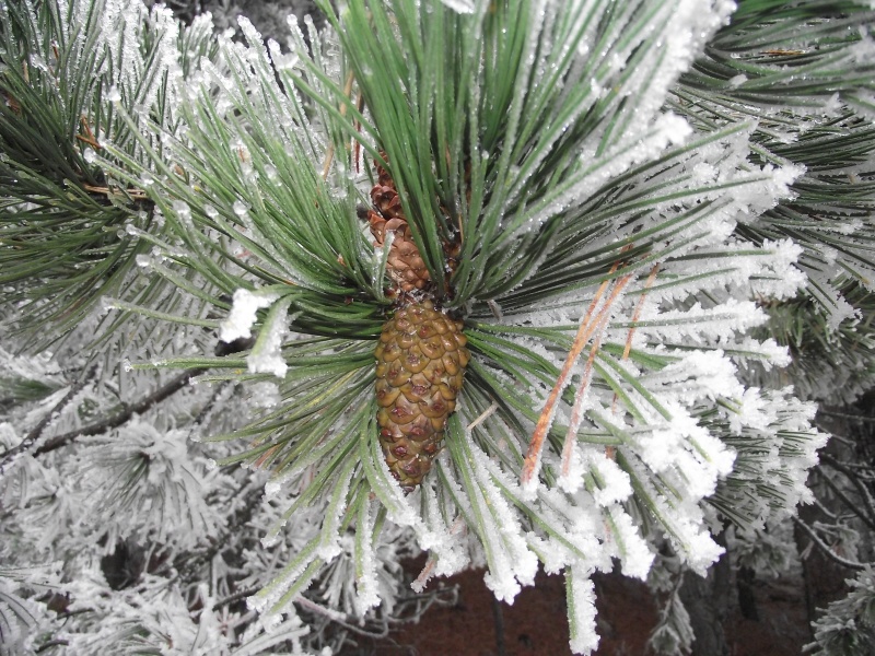 zima 2011 3.jpg