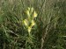 DSCF3675.jpg